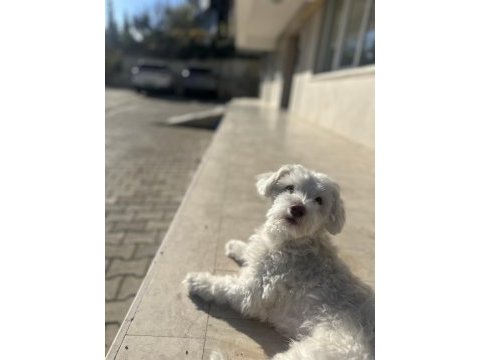 Bebeğimin alerjisi nedeni ile maltese