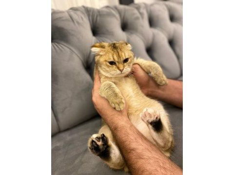 Scottish fold 7 aylık