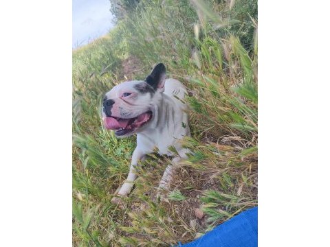 French bulldog köpeğimiz