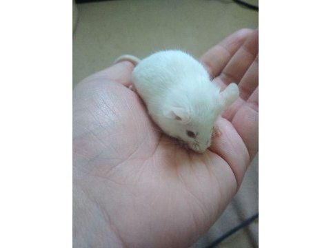 Lab - rat - dumbo rat - panda mice adrese teslim mevcut