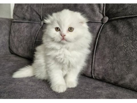 Scottish fold longhair güzellik