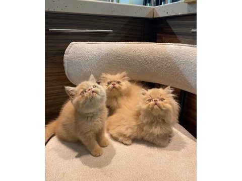 Exotic shorthair - iran persian