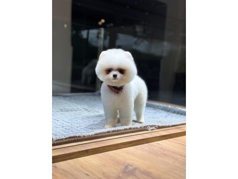 Pomeranian boo mini erkek köpeğimiz