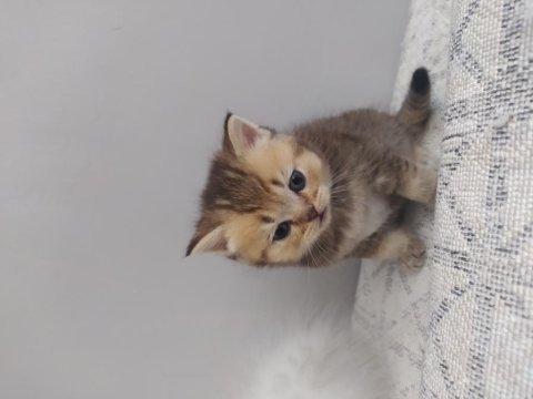 Tatlı ve sempatik british longhair