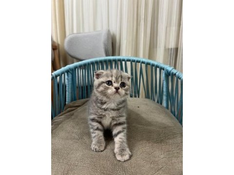 A kalite scottish fold istanbul