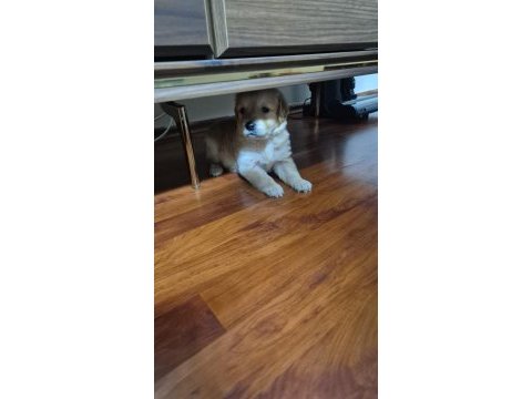 20 mart doğumlu golden retriever çiş eğitimi var