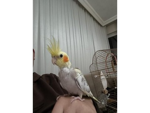 2 aylık elle beslemeli sultan papaganı