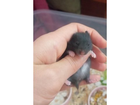 Hamster yavrular