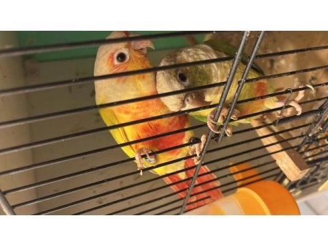Oyun hamuru suncheck konur papağanlar