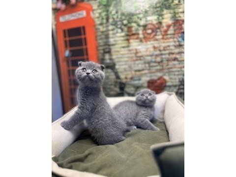 En güzel scottish fold bebekler @petclubadanaa