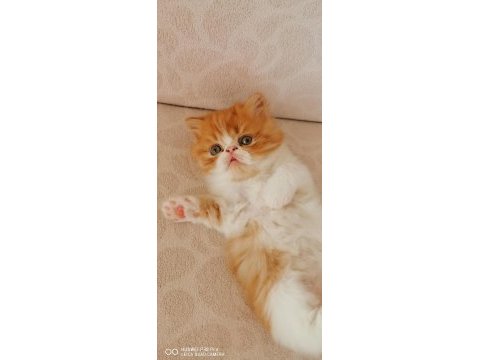45 günlük safkan exotic shorthair