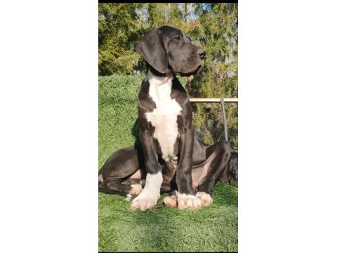 Great dane ( danua )