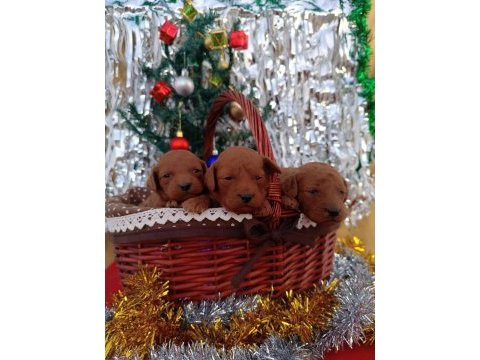 Orjinal safkan toy poodle yavrular