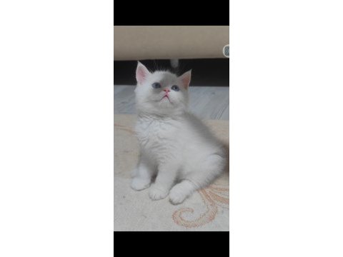 British shorthair beyaz