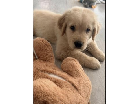 Golden retriever köpeğimiz