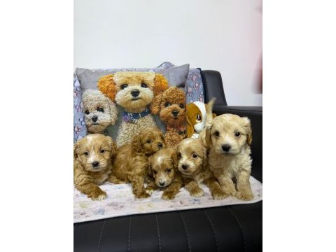 Maltipoo yavrular