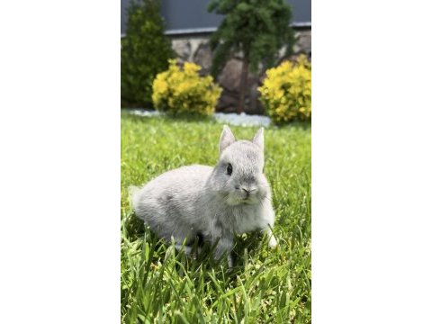 A kalite neherland dwarf tavşan yavrular
