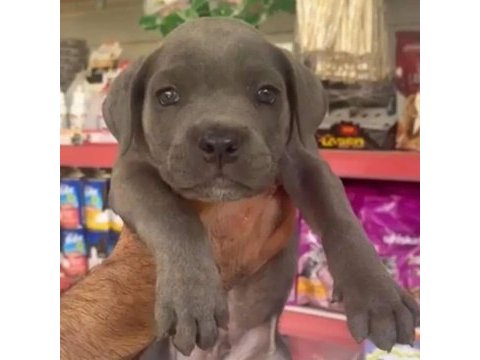 Cane corso blue ve black yavrular