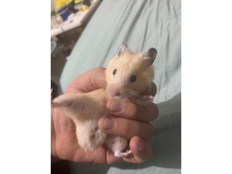 Acil hamster ilan çok ucuza vereceğim