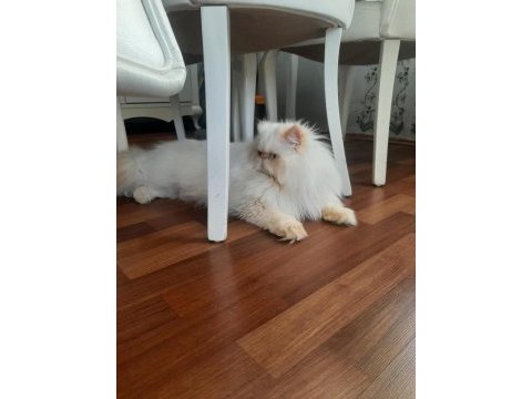 İran exotic longhair bebekler