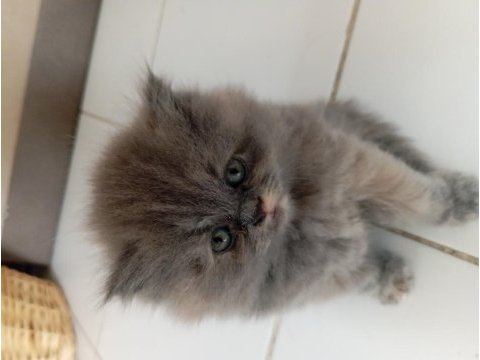 British longhair lilak anne scottish baba çikolata