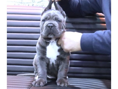 Fcı-kıf şecereli safkan cane corso yavrular