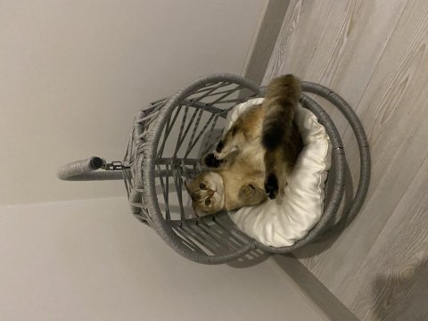 Scottish fold 7 aylık
