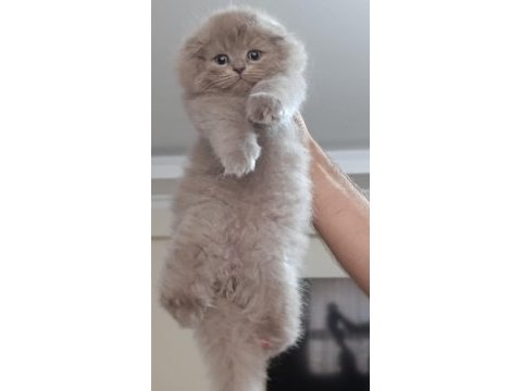 Küçük british longhair kedilerim