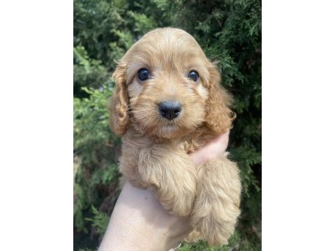 Cavapoo bebekler