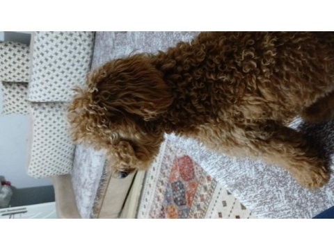 Bazı nedenlerden dolayı köpeğimi vermek zorundayım
