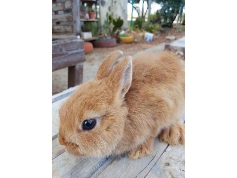 Netherland dwarf cüce tavşan