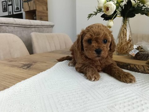 Dişi toy poodle