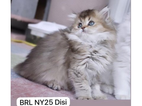 British longhair golden ny25 disi