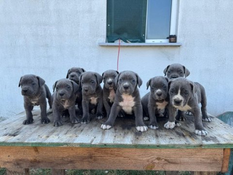 Safkan blue mavi göz cane corsolar