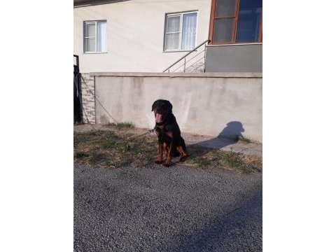 Pasaportu olan aşılarının hepsi tamamlanmış erkek rottweiler