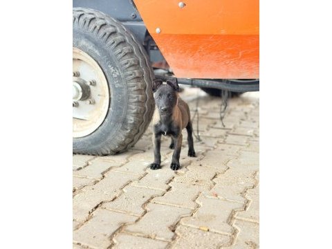 Kalitenin tek adresi a+ kalite malinois yavrular