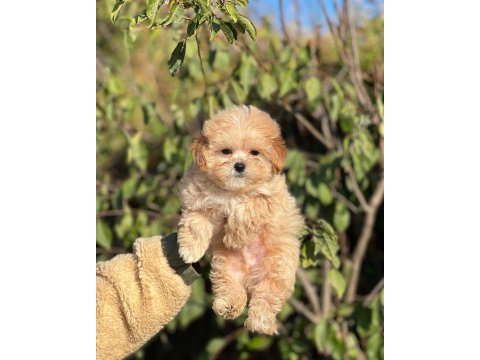 Muhteşem güzellikte maltipoo bebeklerimiz ciftliğimizden