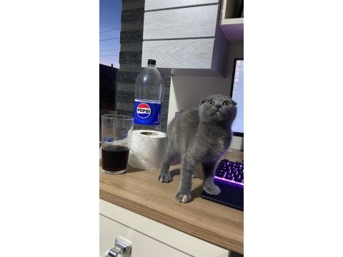 Scottish fold yavrular