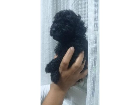 Siyah inci poodle oğlumuz yeni yuvasını arıyor