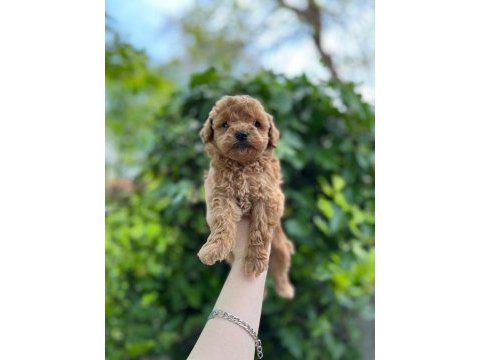 Güzel poodle bebekler