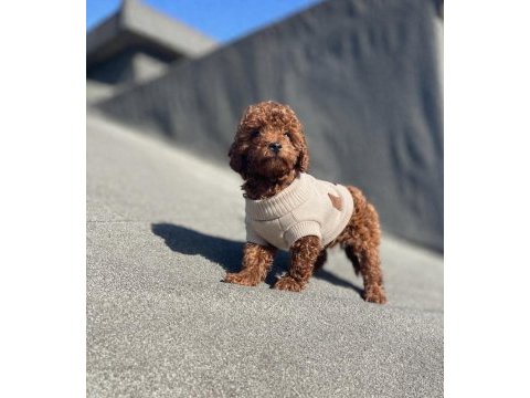 Red brown poodle yavrular