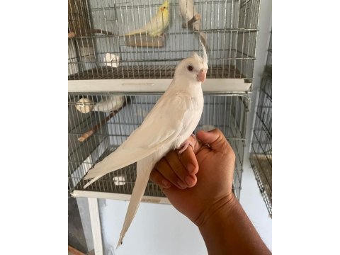 3 aylık albino sultan papağanı insan canlısı ele kola gelir