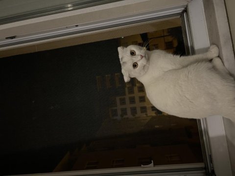 1 yaşında dişi scottish fold