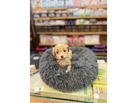 Orj. babyface maltipoo bebeklerimiz