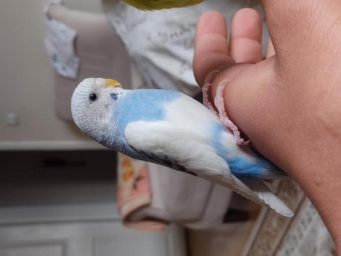 Dişi muhabbet kuşu 2 3 aylık