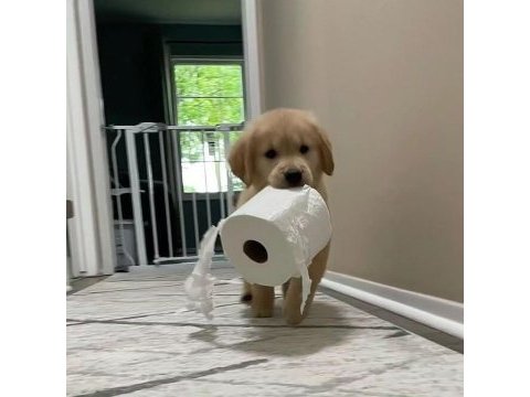 Dünyanın en tatlı golden retriever yavruları