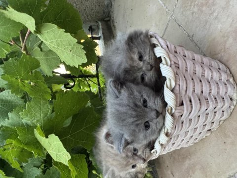 35 günlük safkan british shorthair yavruları yuva arıyor
