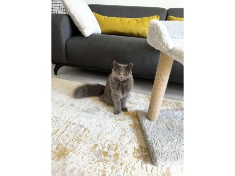 9 aylık british longhair yavru