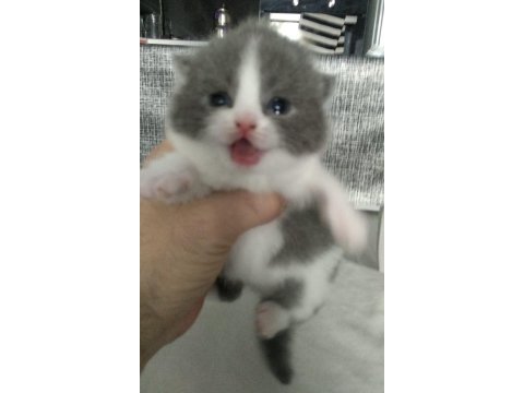 Scottish fold yavrular
