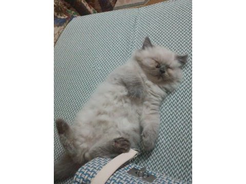 Tatlı british longhair yavruyu sahiplendiriyorum